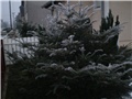 stara godina